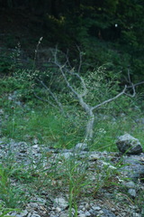 Agrostis gigantea