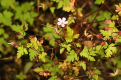 Geranium robertianum
