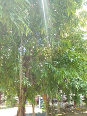 Ficus maclellandii