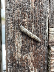 Cimbicidae