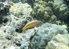 Paracirrhites forsteri