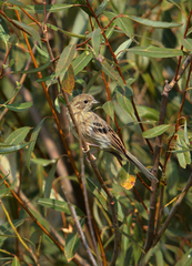 Emberiza citrinella