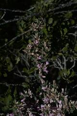 Indigofera brachystachya