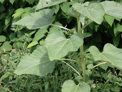 Helianthus annuus