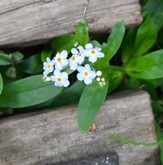 Myosotis scorpioides