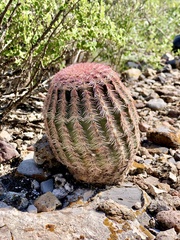 Echinocereus pectinatus pectinatus