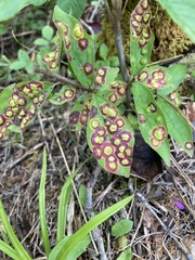 Parallelodiplosis subtruncata