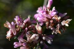 Indigofera brachystachya