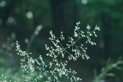 Agrostis gigantea