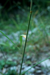 Agrostis gigantea