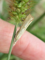 Xanthocrambus saxonellus