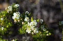 Diosma hirsuta