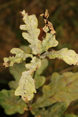 Erysiphe alphitoides