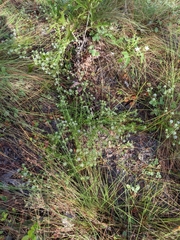 Eryngium aromaticum