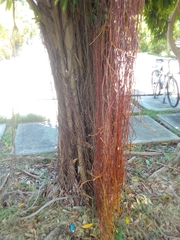 Ficus maclellandii