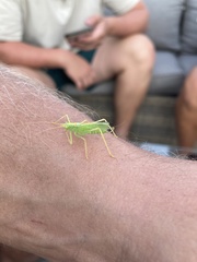 Meconema thalassinum