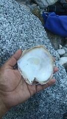 Pinctada mazatlanica