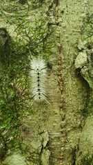 Lophocampa caryae