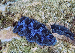 Tridacna crocea