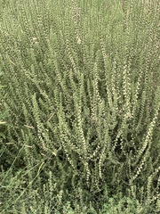 Salsola tragus