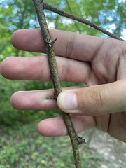 Maclura pomifera