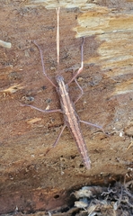 Anisomorpha ferruginea