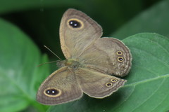 Ypthima horsfieldii humei