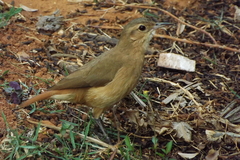 Furnarius rufus
