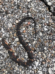 Nerodia fasciata