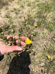 Grindelia adenodonta
