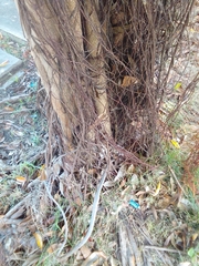 Ficus maclellandii