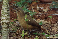 Furnarius rufus