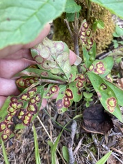 Parallelodiplosis subtruncata