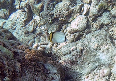 Chaetodon vagabundus