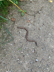 Anguis fragilis