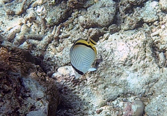 Chaetodon vagabundus