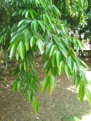 Ficus maclellandii