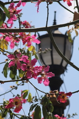 Ceiba