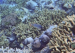 Myripristis violacea