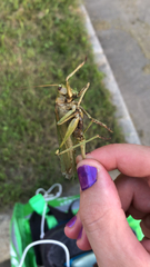 Tettigonia viridissima