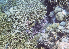 Neoniphon sammara