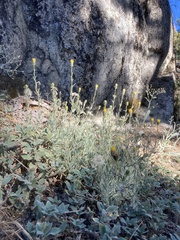 Carlquistia muirii