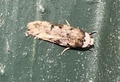 Endrosis sarcitrella