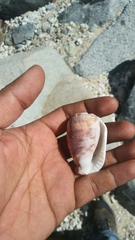 Cypraecassis coarctata