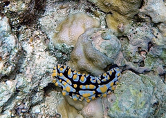 Phyllidia varicosa