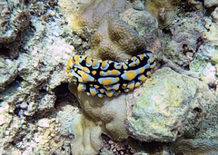 Phyllidia varicosa