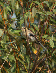 Emberiza citrinella
