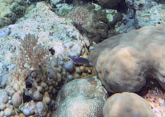 Pomacentrus bankanensis