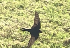 Hirundo neoxena
