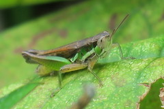 Spathosternum prasiniferum